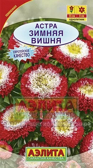 Астра Зимняя вишня помпонная ц/п
