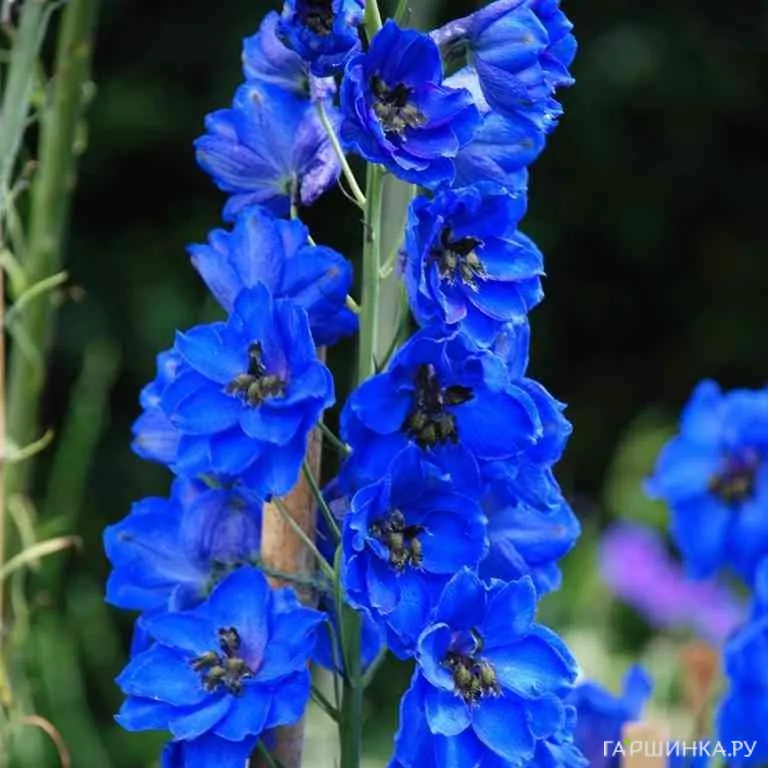 Дельфиниум Блу