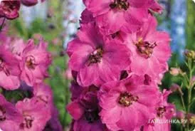 Дельфиниум Пинк