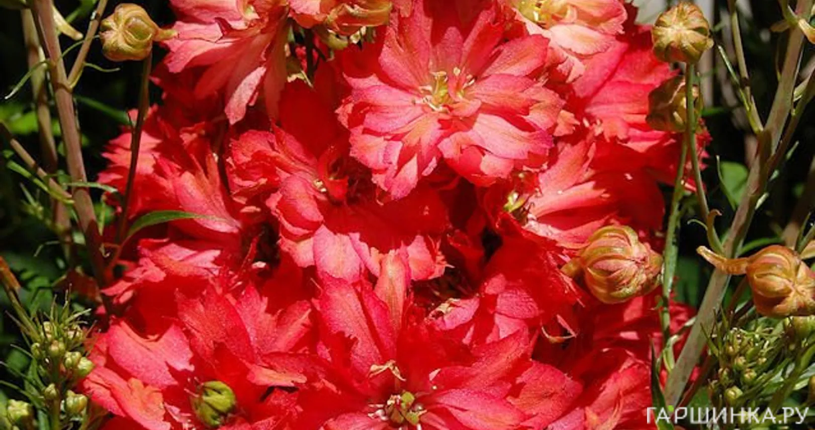 Дельфиниум Ред