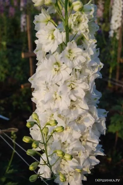 Дельфиниум Уайт