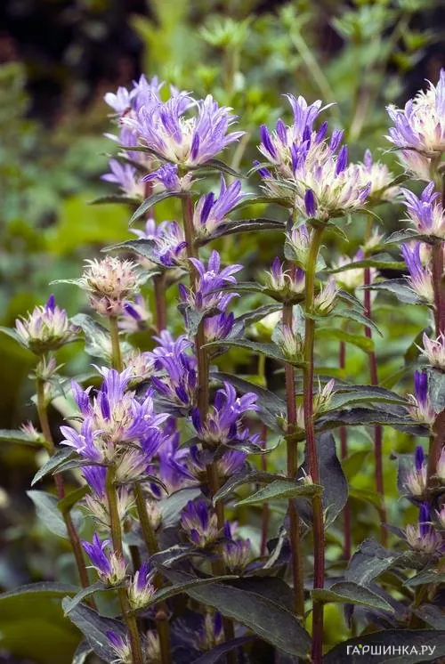 Колокольчик скученный Twisterbell