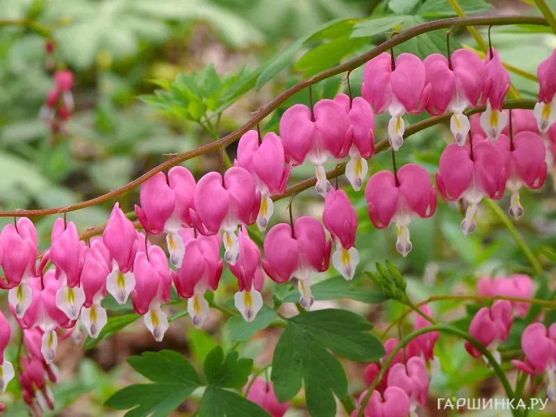 Дицентра Спектабилис
