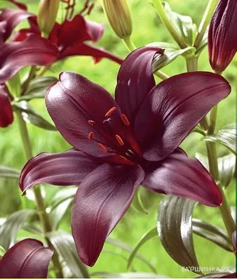 Лилия Деменшн азиатская/2 шт