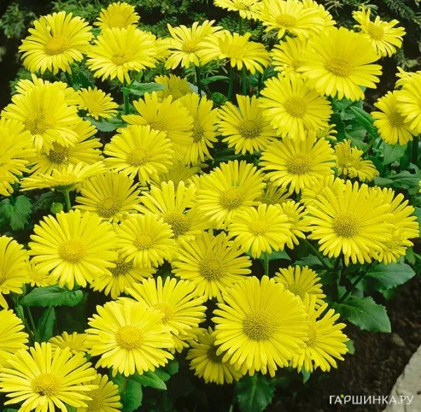 Дороникум восточный Литл Лео