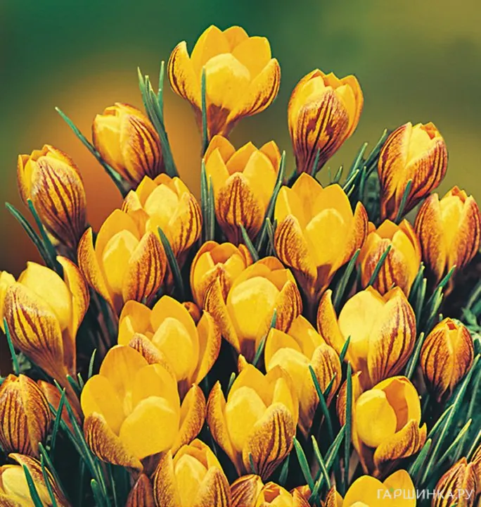 Крокус Дороти 15 шт