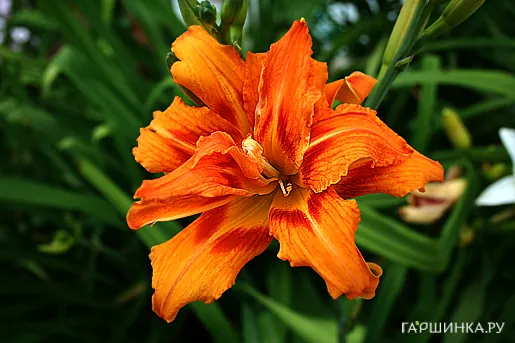 Лилейник Double Orange