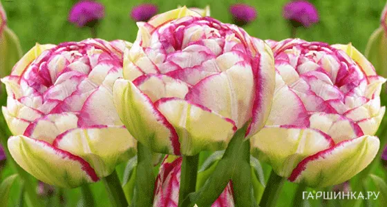 Тюльпан Дабл Тач 5 шт