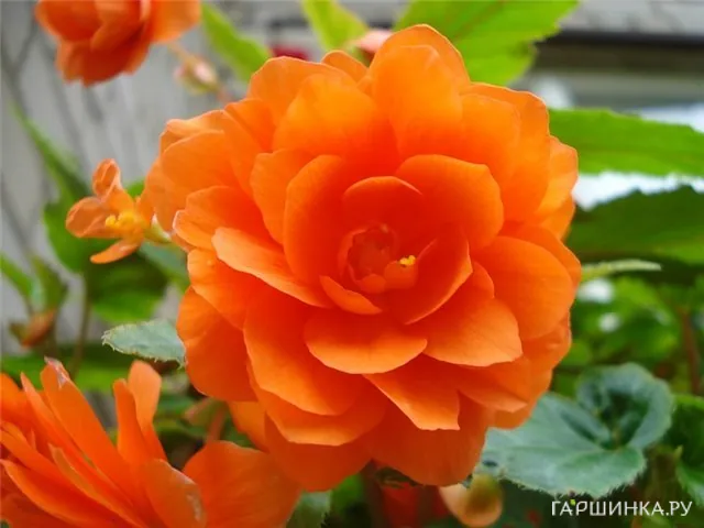 Бегония махровая Дубль Оранж