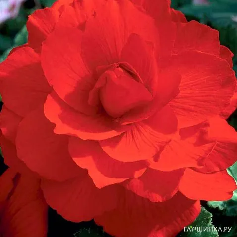 Бегония махровая Дубль Ред