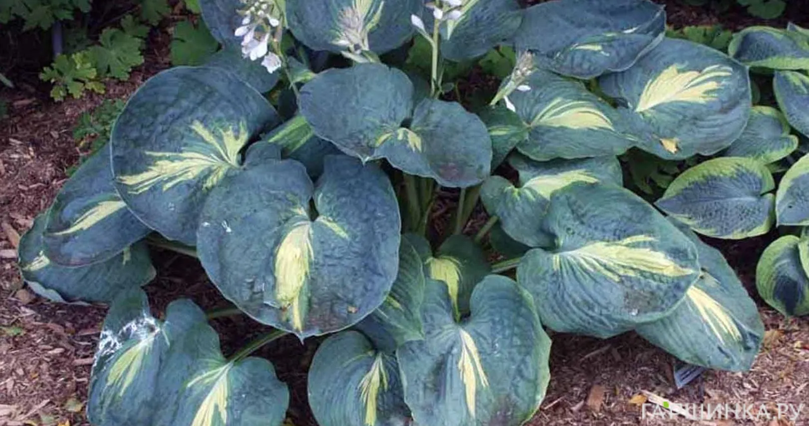 Хоста Дрим Квин (M)