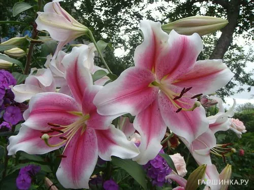 Лилия Дримуивер лонгифлорум/ 2 шт