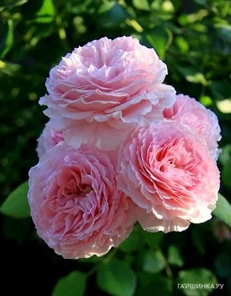 Роза Джеймс Гелвей, Д.Остин кустарниковая (лиц)