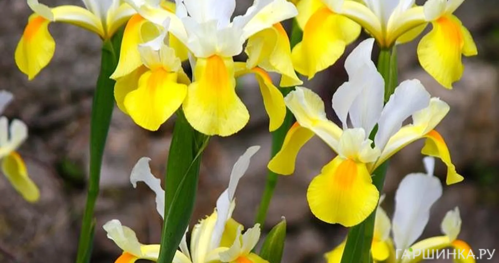 Ирис Уайт Йеллоу 10 шт