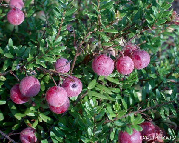 Клюква Эрли Блэк крупноплодная