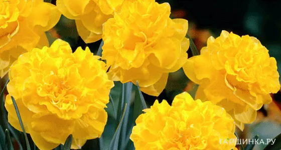 Нарцисс Истертайд махровый 5шт