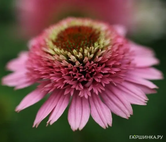 Эхинацея пурпурная Батерфляй Киссес