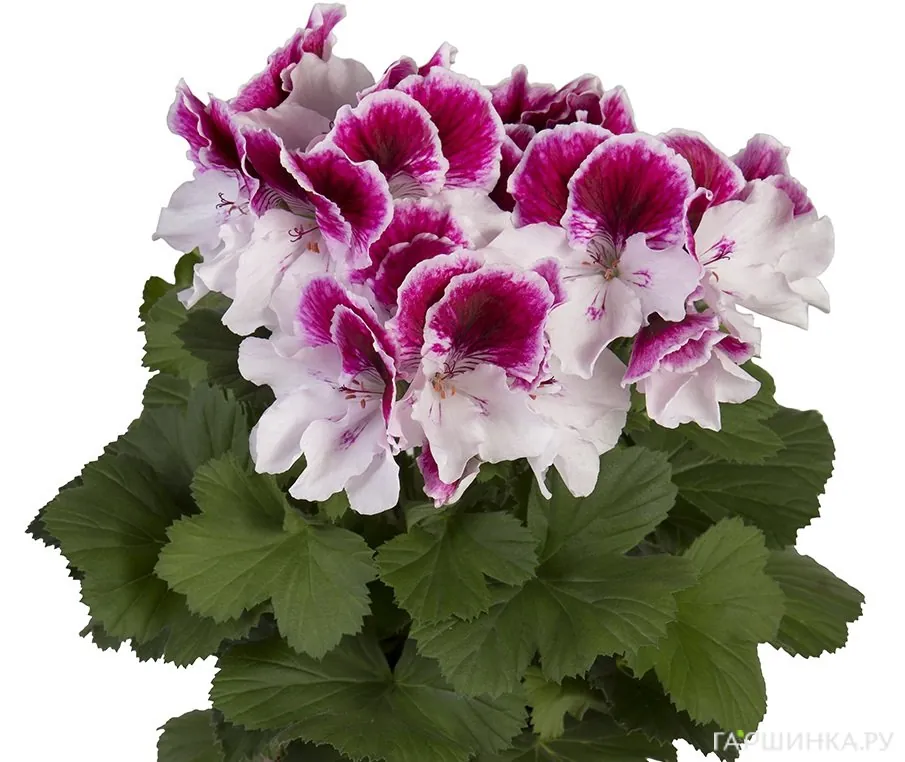 Пеларгония королевская Элеганс Браво