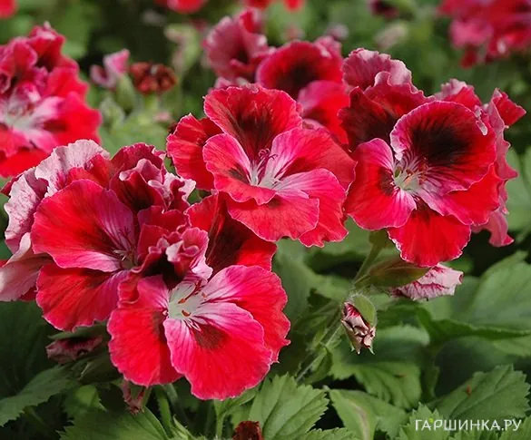 Пеларгония королевская Элеганс Ред Вельвет