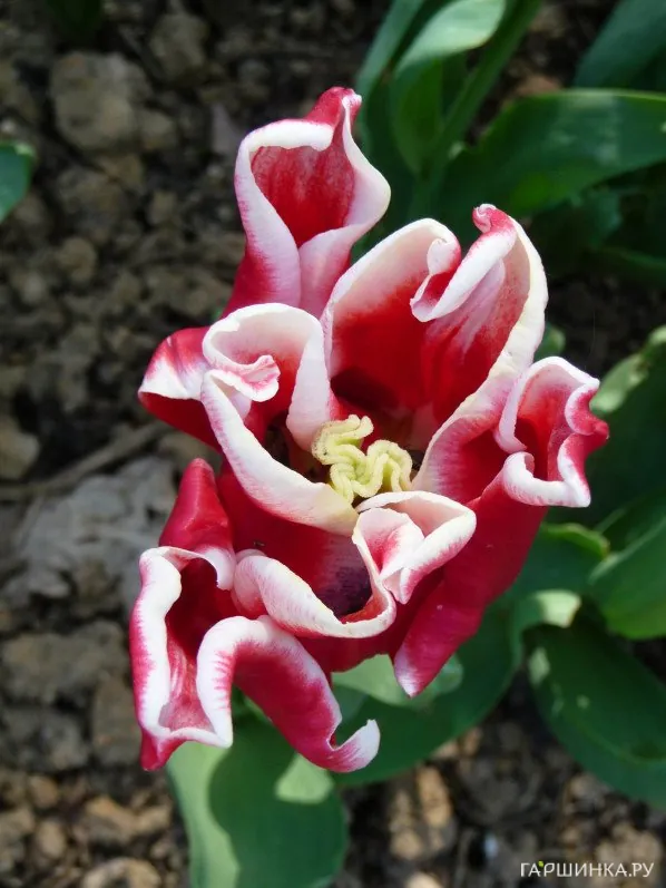 Тюльпан Элегант Краун Триумф 5шт.