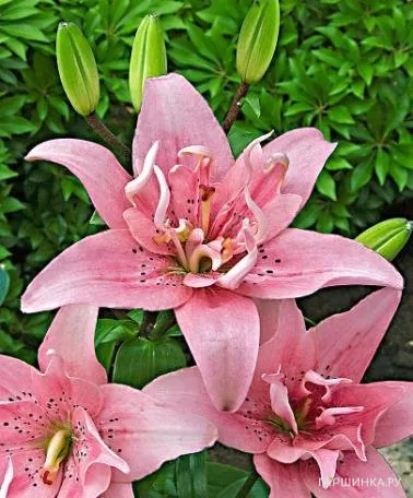 Лилия Элоди азиатская махровая