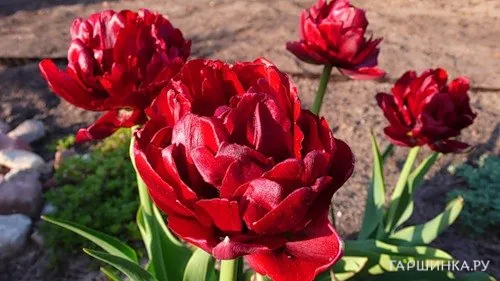 Тюльпан Эмблазон махровый 5шт