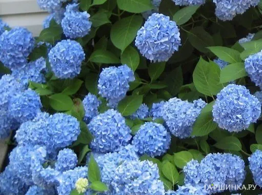 Гортензия Блум Стар крупнолистная ремонтантная (Серия Бесконечное Лето)