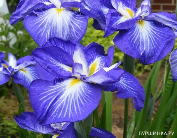 Ирис мечевидный Густо