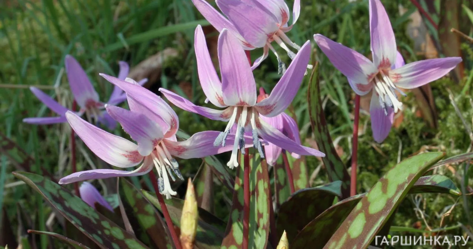 Кандык Денс Канис 2 шт