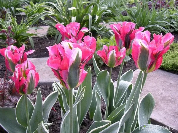 Тюльпан Эсперанто зеленоцветный 5шт.