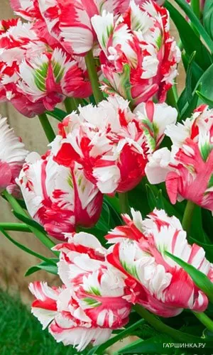 Тюльпан Эстелла Рижнвельд попугайный 5шт