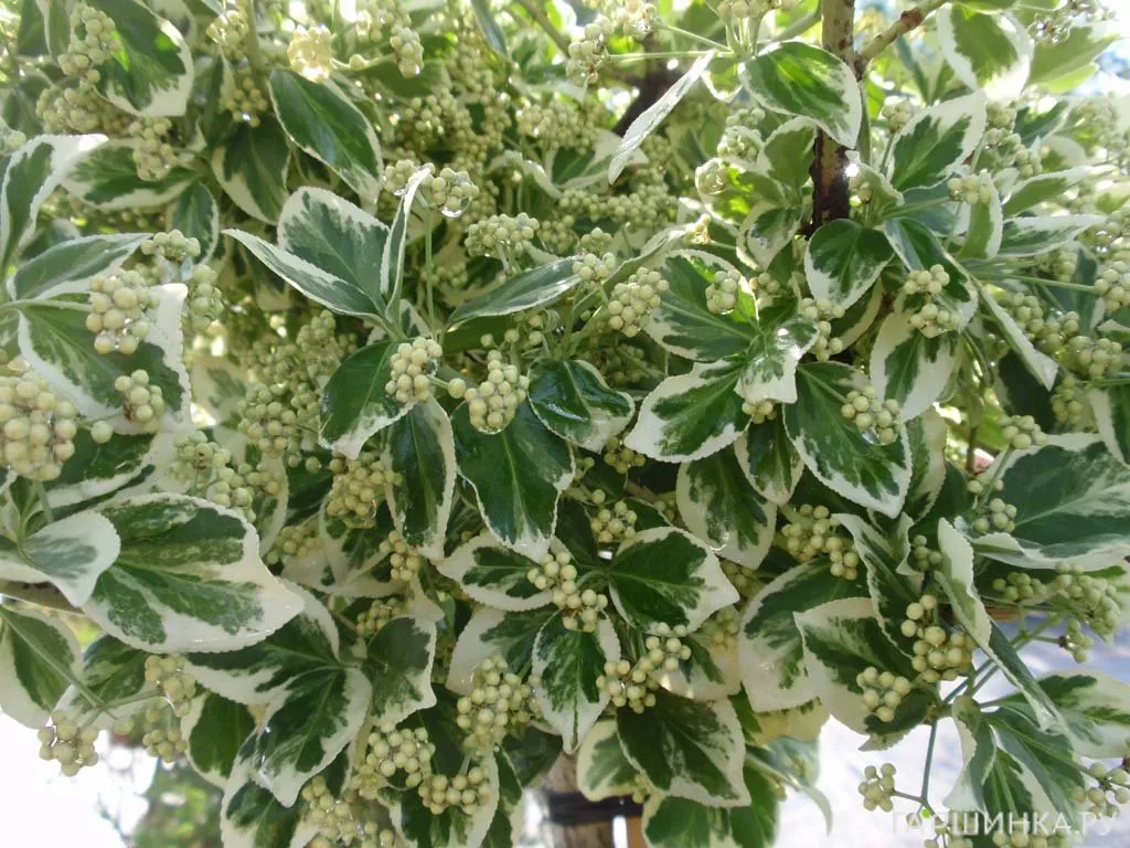 Бересклет Форчуна Эмеральд Гаети