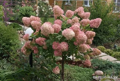 Гортензия на штамбе Фантом 80 см