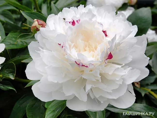 Пион Фестива Максима