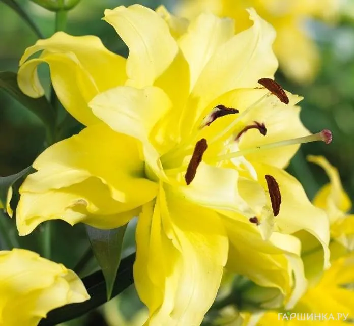 Лилия Фифти-Фифти ОТ-гибрид/2шт