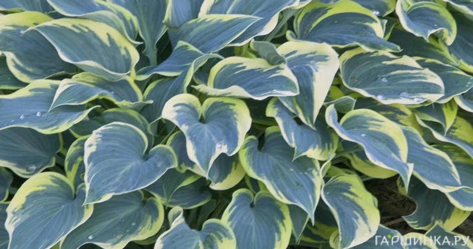 Хоста Фест Фрост (SM)