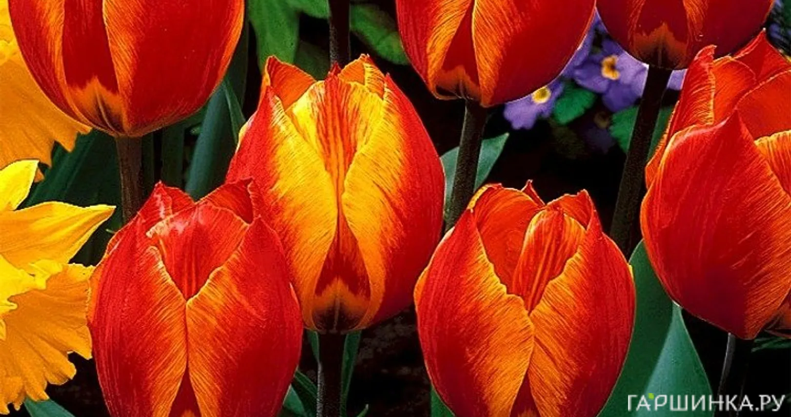 Тюльпан Флайр простой ранний 5шт