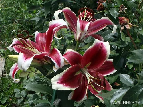 Лилия Флэшпоинт ОТ-гибрид /2шт