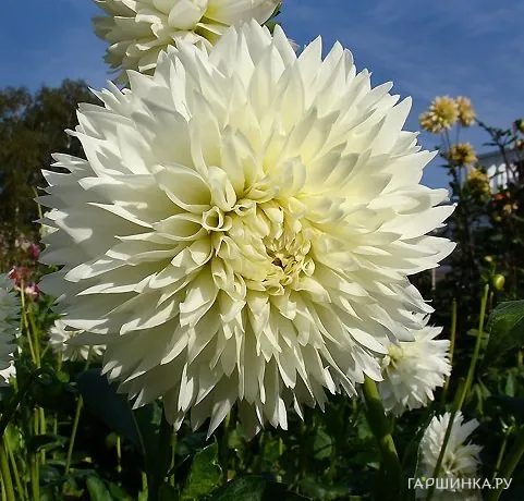 Георгина Флеурел (МАКСИ) декоративная