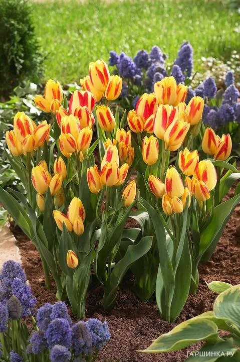 Тюльпан Флоретте многоцветковый 5шт.