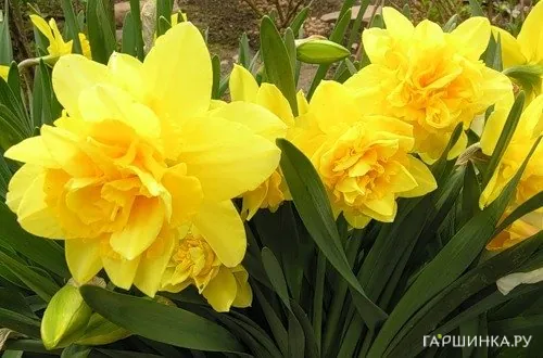 Нарцисс Флаер махровый 5шт.