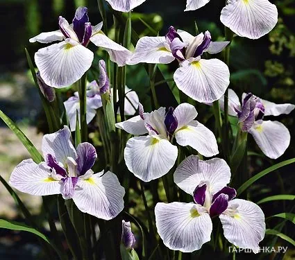 Ирис мечевидный Fortune