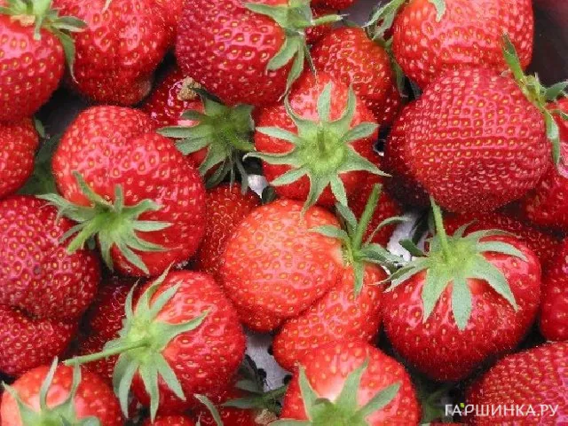Клубника Остара ремонтантная