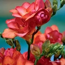 Фрезия махровая  Red 10шт