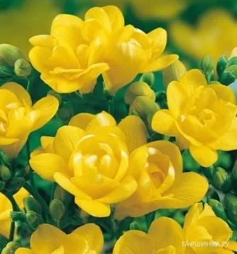 Фрезия махровая Дабл Еллоу 10шт