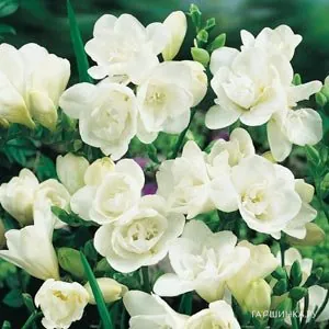 Фрезия махровая White 10шт