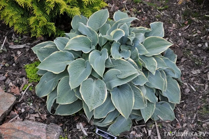 Хоста Фростед Димплес (M)