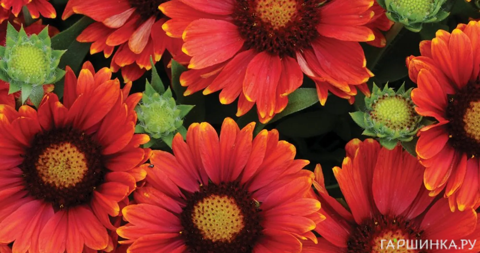 Гайлардия Аризона Ред Шадейс