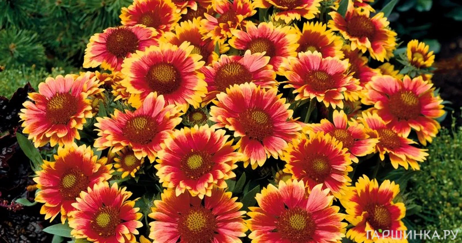 Гайлардия Аризона Сан