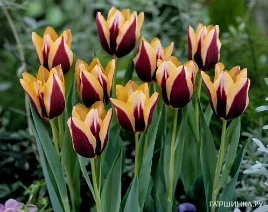 Тюльпан Гавота Триумф 5шт